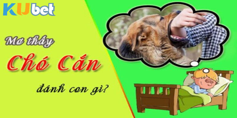 Con số liên quan tới giấc mơ bị chó cắn bạn cần biết 